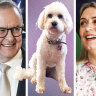 Prime Minister Anthony Albanese and his fiancée Jodie Haydon plant to have their cavoodle Toto at their wedding.