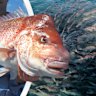 Western Australia demersal fish ban main pic WAtoday