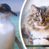 Study points to cat poo as the culprit in cold case of WA penguin deaths