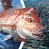 Western Australia demersal fish ban.