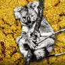 The venomous invader threatening koalas and platypuses