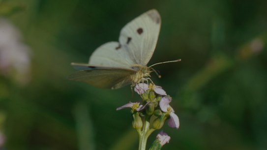 A cabbage butterfly.