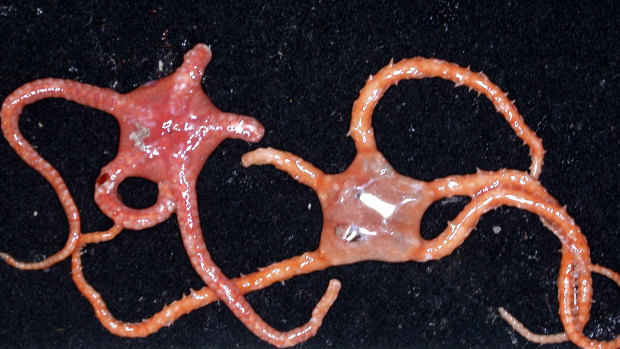 An Ophiomyxa brittle star discovered in 2008.