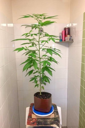 A marijuana plant photographed inside a Villawood Immigration Detention Centre cell, according to sources.