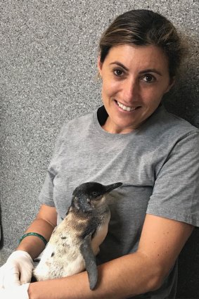 Sea Life Sunshine Coast mammals manager Carla Haskell nurses Ash the little penguin.