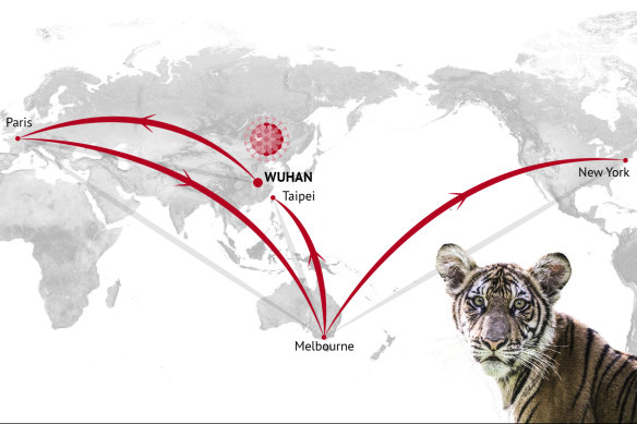 DNA detectives have tracked one distinct strand of coronavirus from Wuhan through Europe, Australia and Taiwan all the way to Nadia the tiger, pictured, at the Bronx Zoo in New York.