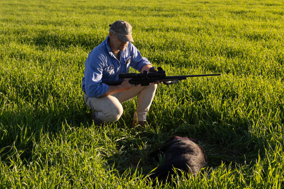 Oscar Pearse hunting pigs on his farm near Moree.