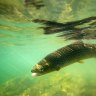 Climate change to blame for mass Jindabyne fish death: water ecologist