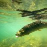 A Brown Trout in Lake Eildon.
