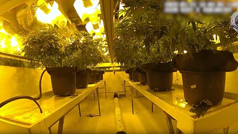 Police bust ‘sophisticated underground’ grow house on the Gold Coast
