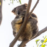 ‘Show them to me’: Victoria accused of vastly exaggerating koala counts