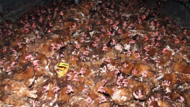 Footage shot by animal rights advocates inside the Lakesland egg farm shed. 