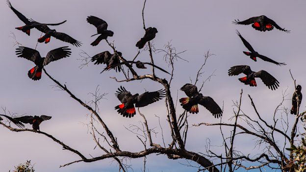 The birds rest in a tree.