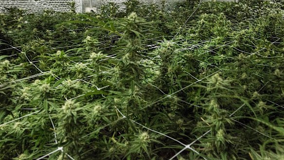 Little Green Pharma's secret facility in Western Australia's south-west.