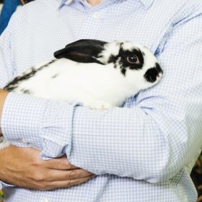 The power of kindness: rabbits who received love with their food were healthier despite their fatty intake.