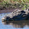 A crocodile.