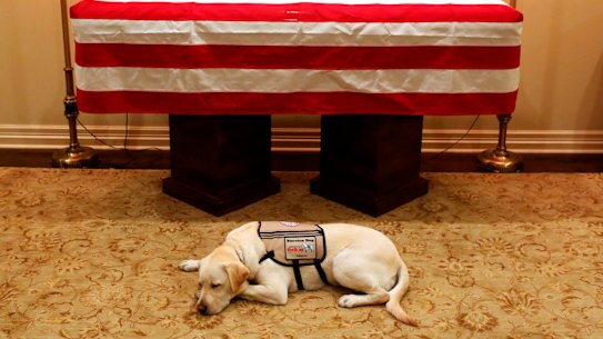 Sully, Bush's service dog, lies by his casket before one last journey with the former president