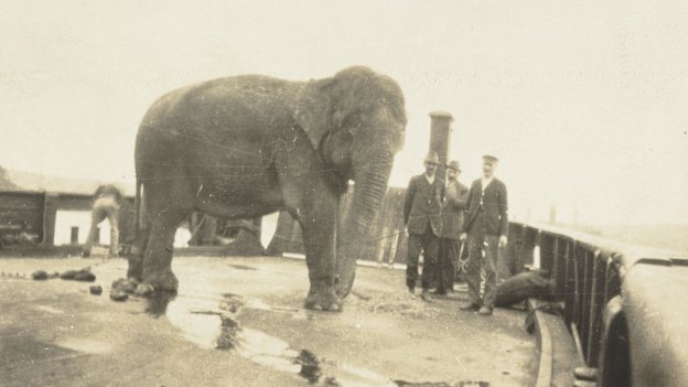 Jessie the elephant en route to Taronga Zoo in 1916.