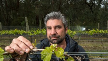 Frank D'Anna, viticulturist for Hoddles Creek Estate, is among those calling for greater action to tackle deer numbers. 