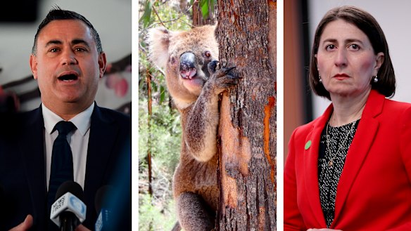 Planning policy related to koalas is threatening to split the government, with Deputy Premier John Barilaro asking Premier Gladys Berejiklian to call an emergency cabinet meeting.