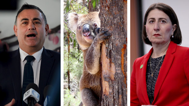 Planning policy related to koalas is threatening to split the government, with Deputy Premier John Barilaro asking Premier Gladys Berejiklian to call an emergency cabinet meeting.