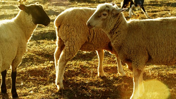 Animals Australia is bidding to stop the live export of tens of thousands of sheep.