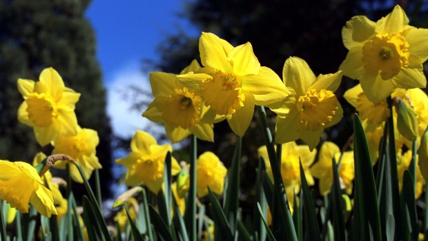 It's the season for daffodils.
