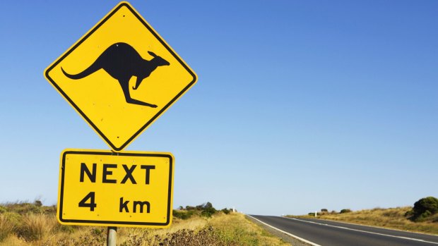 Kangaroos often jump out from scrub on the side of a road: they are the highest cause of animal and vehicle crashes in Queensland.