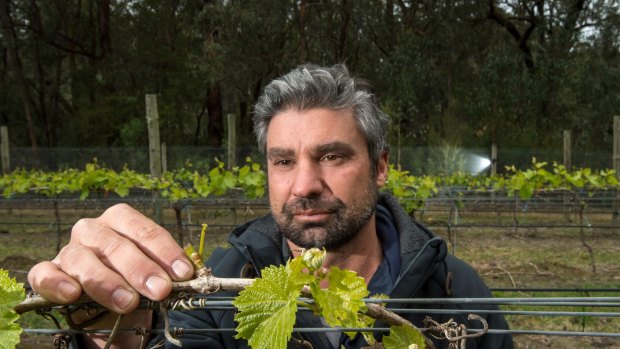 Frank D'Anna, viticulturist for Hoddles Creek Estate, is among those calling for greater action to tackle deer numbers. 