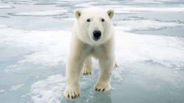 A polar bear on melting ice off the coast of Svalbard, Norway. The vast majority of Australians say they are concerned about climate change.
