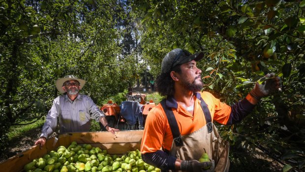 Industries that rely on moving fruit pickers from state to state are concerned about getting borders open.