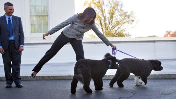Even Michelle Obama knows who rules the roost (being pulled along by dogs Bo and Sunny).
 
