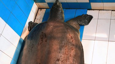 An 80-year-old female Yangtze turtle in a zoo in Changsha, China, in 2007.