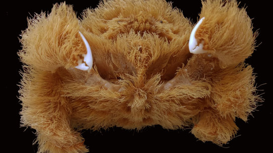 Fluffy crabs glue living sponges to their bodies for camouflage that they keep trim using their tiny claws.
