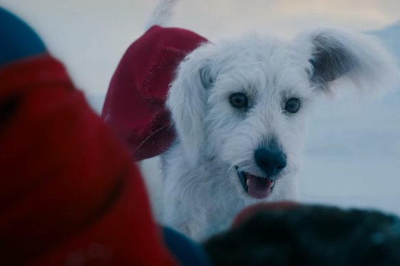 Krypto the superdog rescues Superman.