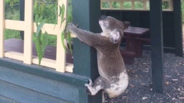 A council worker told Koala Rescue Queensland he found this koala screwed to the pole in the Sunshine Coast hinterland.