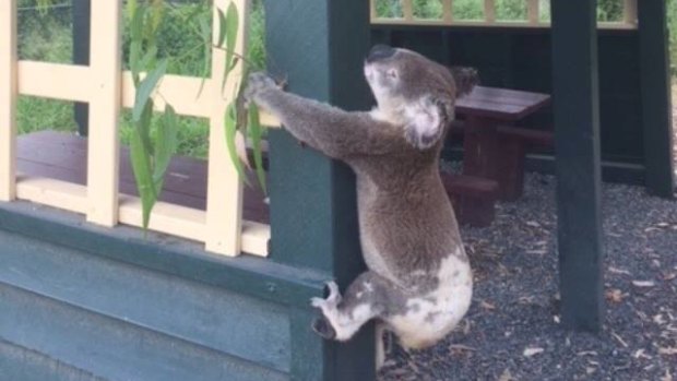 The koala was dead before it was screwed to the pole, the RSPCA confirmed.