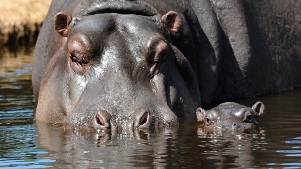 Hippos might not survive as habitat shrinks.