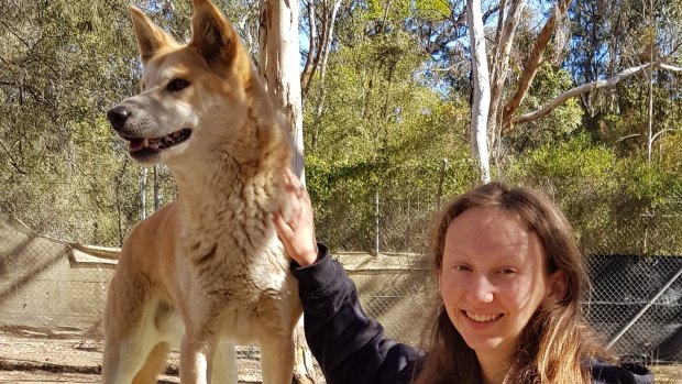 Chloe Gardner with dingoes at the Bargo Dingo Sanctuary.