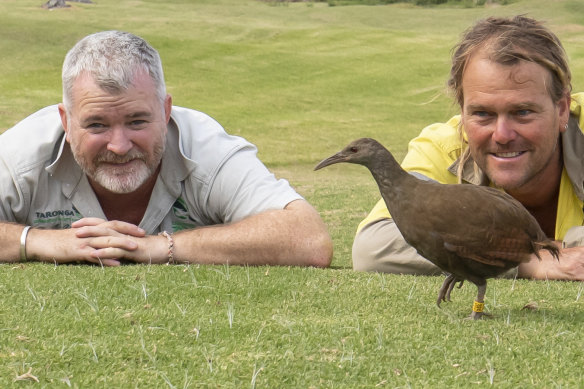 Hank Bower (left) and Michael Shields, two of the wildlife experts involved in the release of threatened Lord Howe Island woodhen.