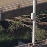 Branches on the tram’s power lines near the Sydney Fish Market on Saturday.