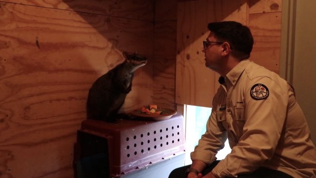 David Sharaz pretending to be a ranger in the video with his beloved Rhonda the rock wallaby.