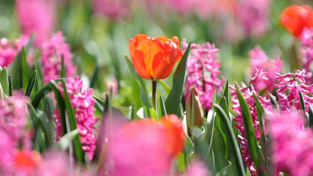 Shooting on bright sunny days will increase contrast and enhance colour saturation. By using a wide aperture, the photographer is able to isolate a single tulip, making it clear what the viewer should be focusing on. 