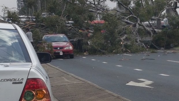 A tree has fallen onto the Hume Highway at Warwick Farm, crushing cars underneath it.