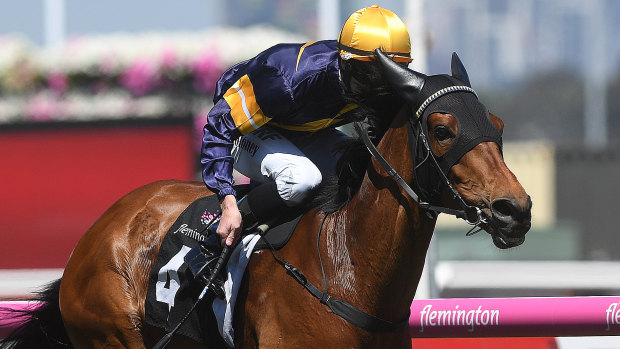 Is this the year Vengeur Masque secures a star in the Melbourne Cup?