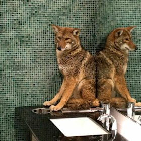 A wild coyote that ended up in a bathroom at the Music City Centre in Nashville, Tennessee, this year. Animal control officers used a catch pole to capture the coyote and later released it in a wooded area.