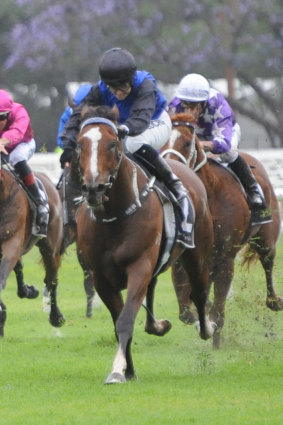 Consistent galloper Canyonero should be thereabouts again in race five at Gosford.