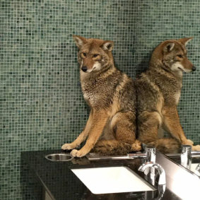 A wild coyote that ended up in a bathroom at the Music City Centre in Nashville, Tennessee, this year. Animal control officers used a catch pole to capture the coyote and later released it in a wooded area.