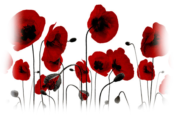 Flowers, remembrance and the art of war