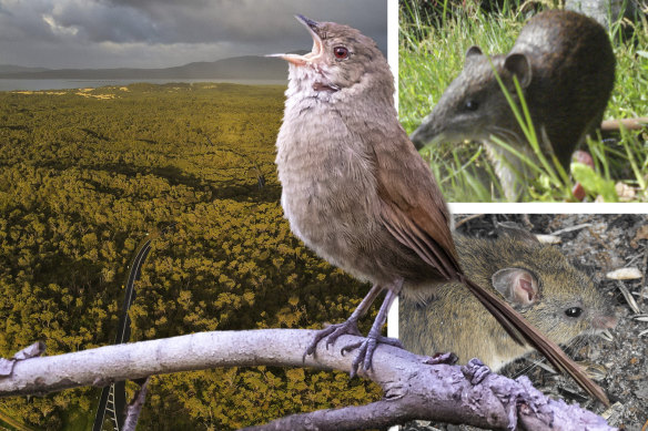 Endangered creatures like bristlebirds, southern brown bandicoots and New Holland mice are set for a new life in a native sancutuary at Wilsons Prom.